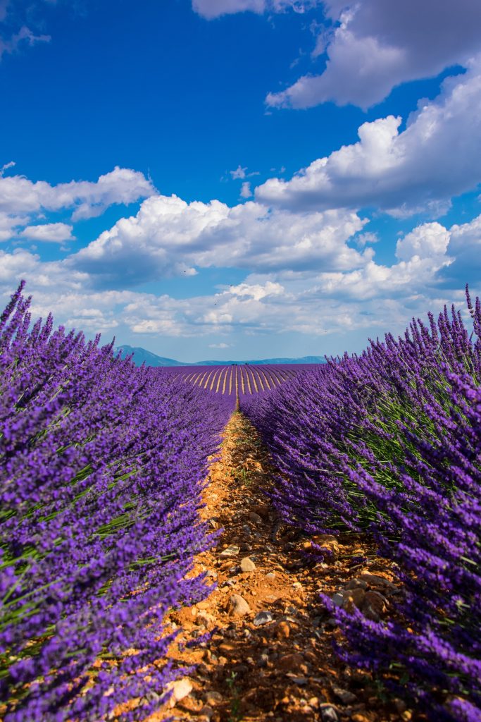 A vast field of fresh lavender atop a blue sky