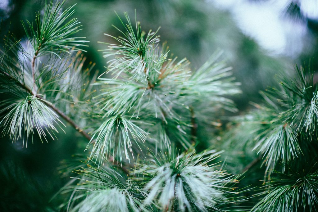 Pine tree in a forest