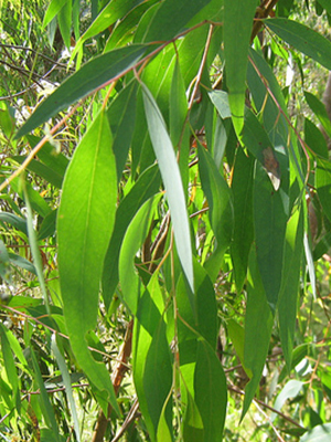 Pranarom - Huile Essentielle Eucalyptus radié