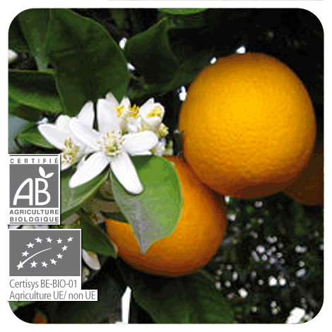 Huile essentielle Orange douce par Pranarom Aromathérapie