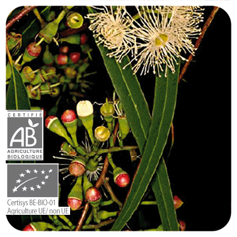 Huile essentielle d'Eucalyptus radié certifiée Bio et N&P.